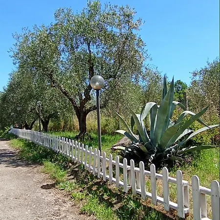 Celestina * Vetralla